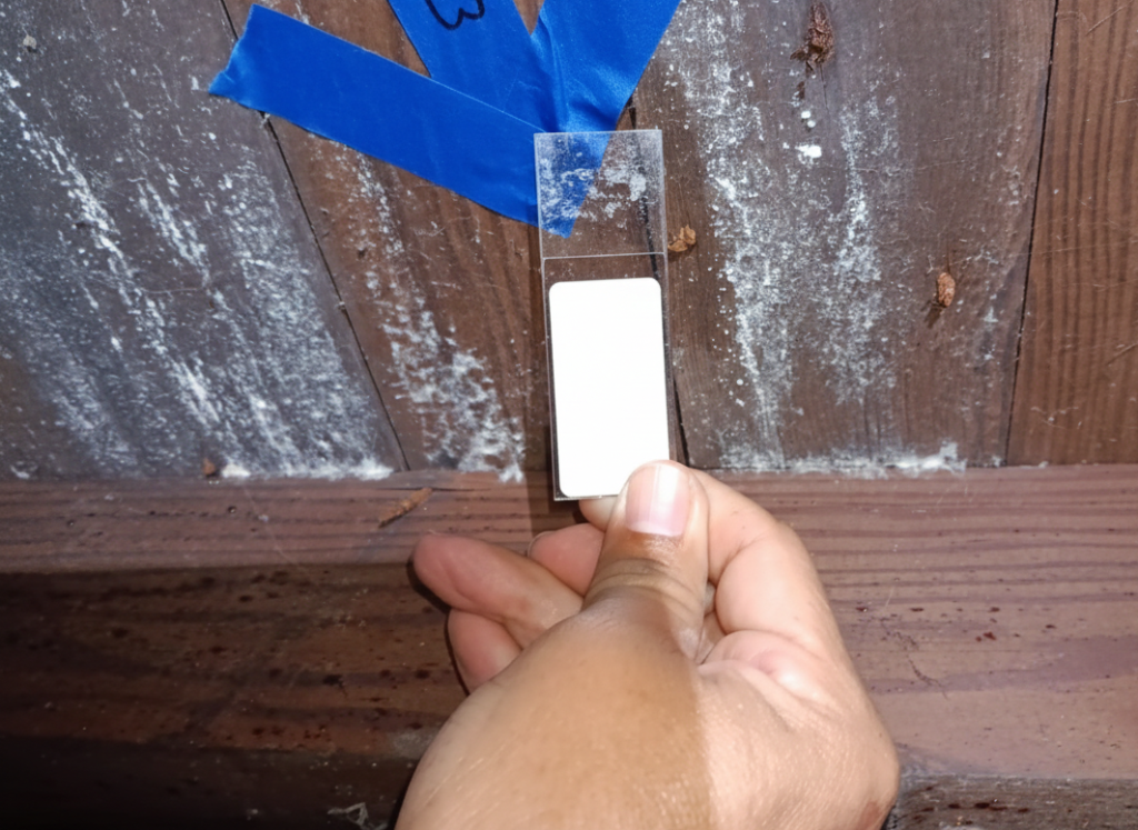 Mold info cinta corregida
