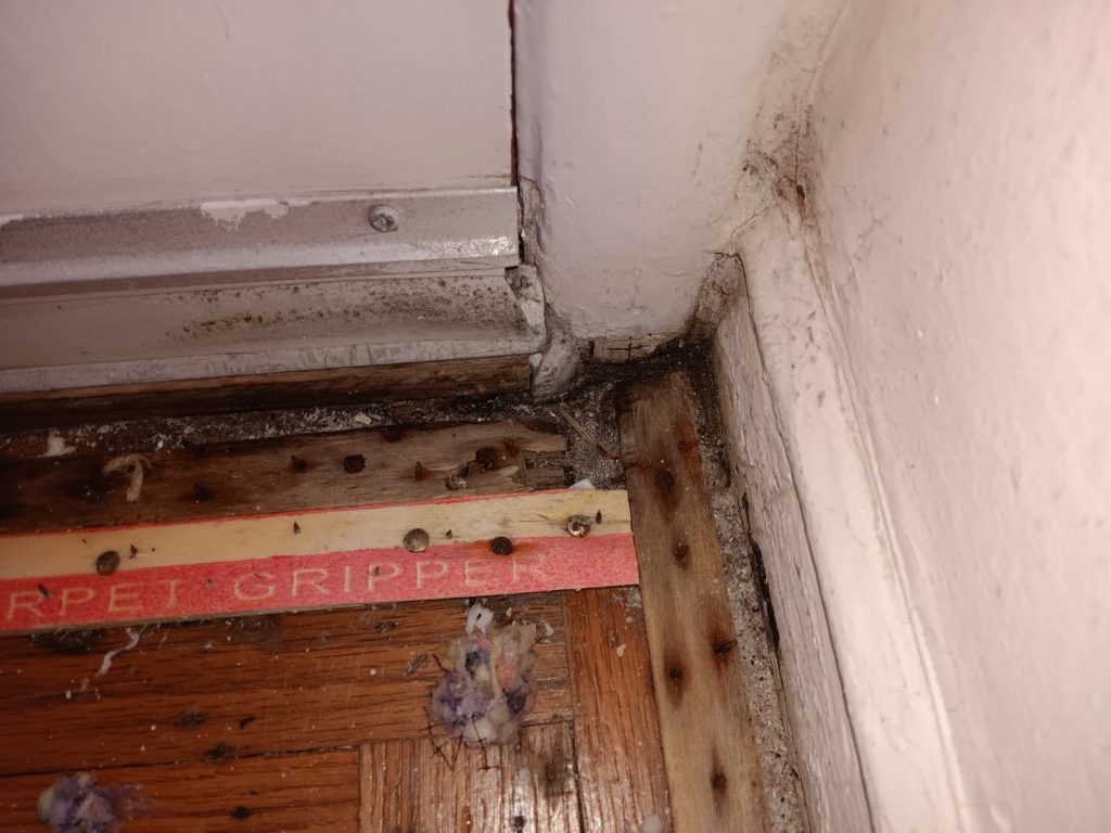 Mold info e